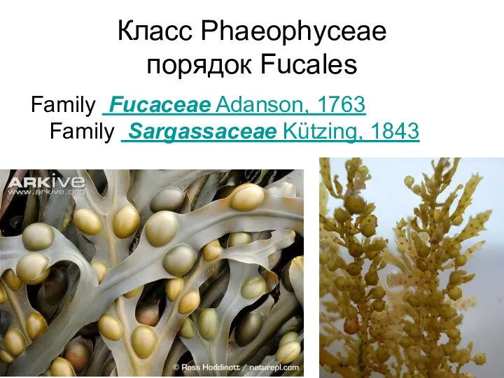 Класс Phaeophyceae порядок Fucales Family Fucaceae Adanson, 1763 Family Sargassaceae Kützing, 1843