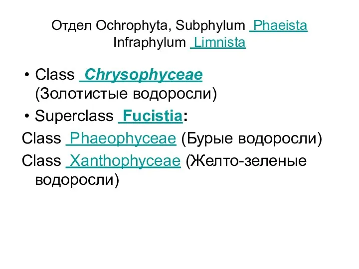 Отдел Ochrophyta, Subphylum Phaeista Infraphylum Limnista Class Chrysophyceae (Золотистые водоросли) Superclass Fucistia: Class