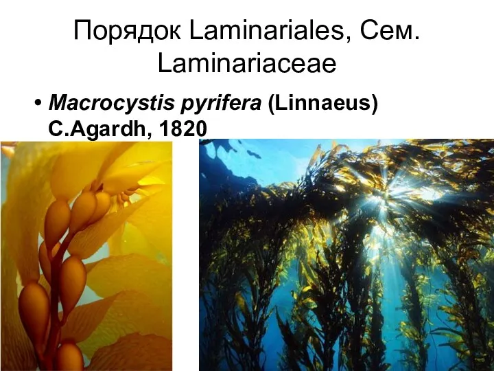 Порядок Laminariales, Сем. Laminariaceae Macrocystis pyrifera (Linnaeus) C.Agardh, 1820