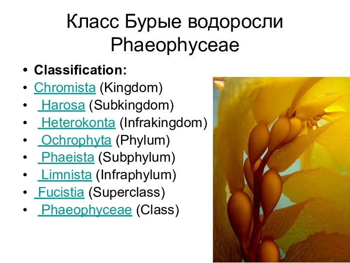 Класс Бурые водоросли Phaeophyceae Classification: Chromista (Kingdom) Harosa (Subkingdom) Heterokonta (Infrakingdom) Ochrophyta (Phylum)