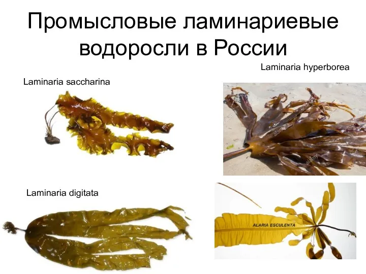 Промысловые ламинариевые водоросли в России Laminaria hyperborea Laminaria saccharina Laminaria digitata