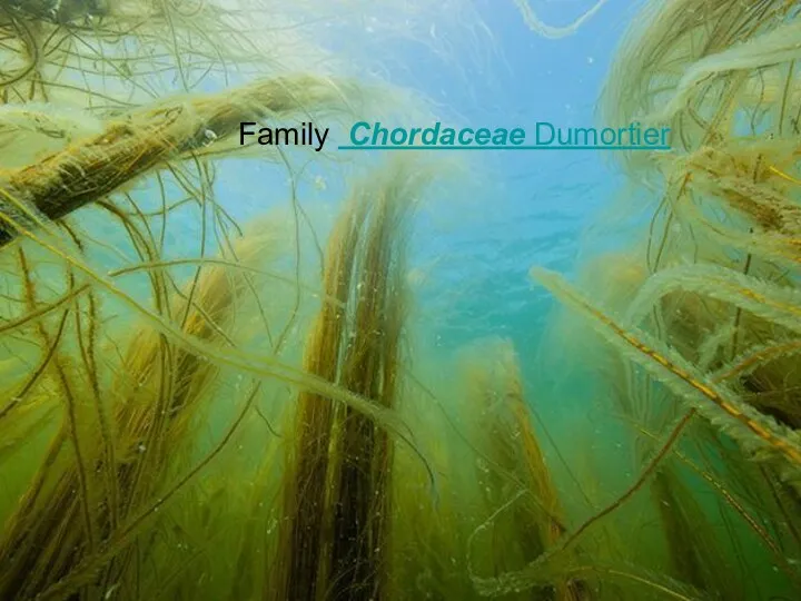 Family Chordaceae Dumortier