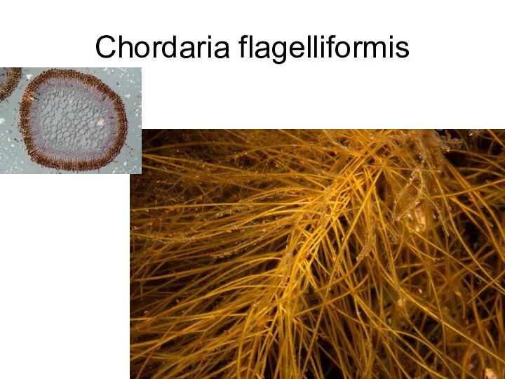 Chordaria flagelliformis