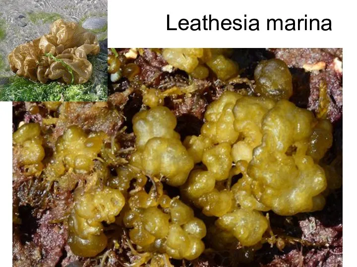Leathesia marina