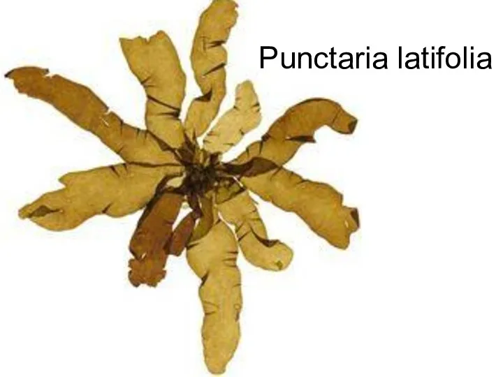 Punctaria latifolia