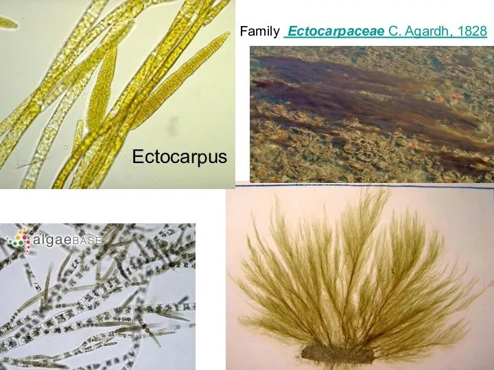 Family Ectocarpaceae C. Agardh, 1828 Ectocarpus
