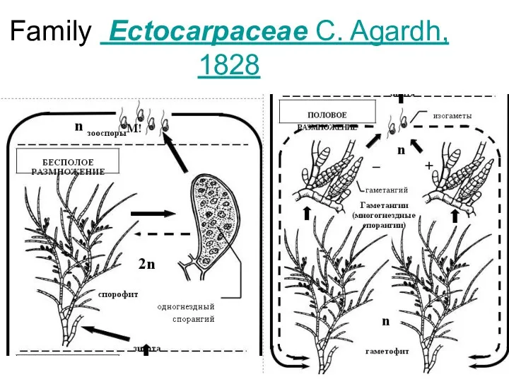 Family Ectocarpaceae C. Agardh, 1828
