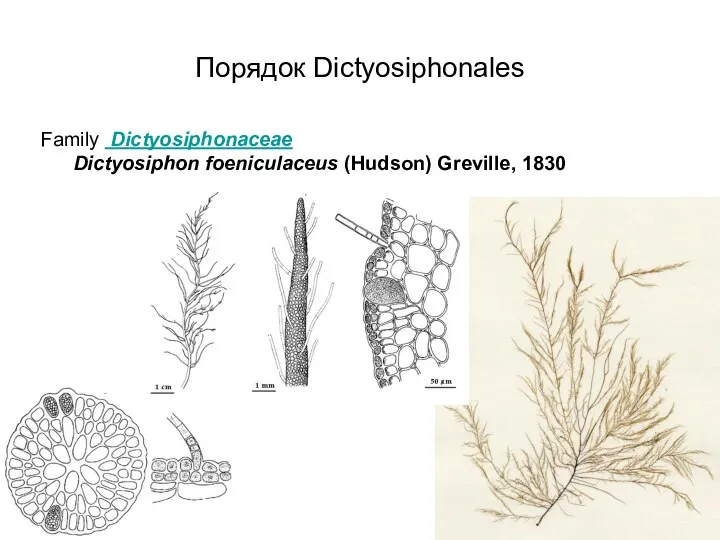 Порядок Dictyosiphonales Family Dictyosiphonaceae Dictyosiphon foeniculaceus (Hudson) Greville, 1830