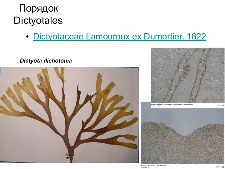 Порядок Dictyotales Dictyotaceae Lamouroux ex Dumortier, 1822 Dictyota dichotoma