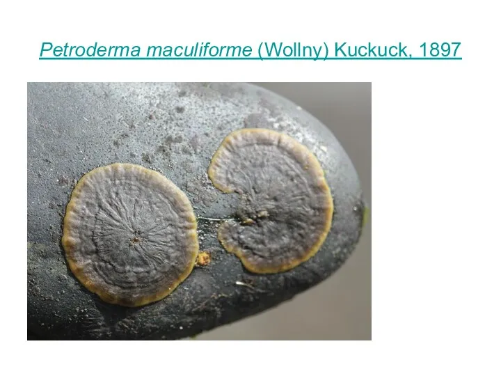 Petroderma maculiforme (Wollny) Kuckuck, 1897