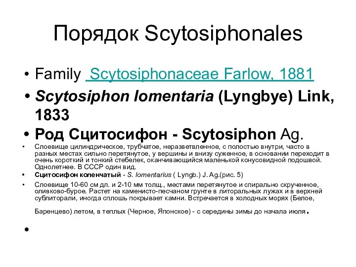 Порядок Scytosiphonales Family Scytosiphonaceae Farlow, 1881 Scytosiphon lomentaria (Lyngbye) Link, 1833 Род Сцитосифон