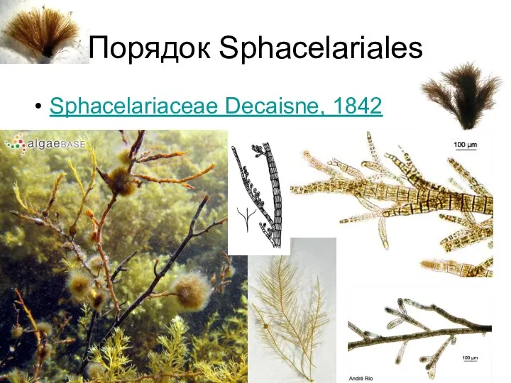 Порядок Sphacelariales Sphacelariaceae Decaisne, 1842