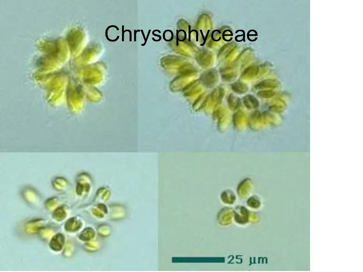 Chrysophyceae