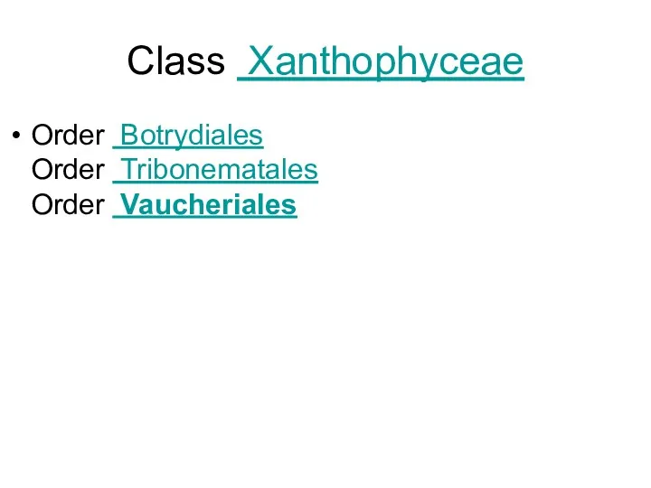 Class Xanthophyceae Order Botrydiales Order Tribonematales Order Vaucheriales