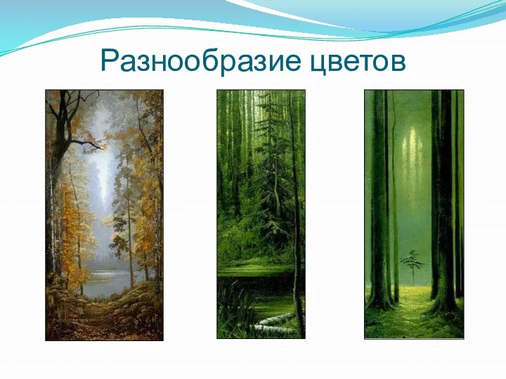 Разнообразие цветов