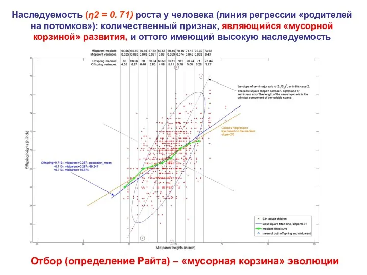 Наследуемость (η2 = 0. 71) роста у человека (линия регрессии «родителей на потомков»):