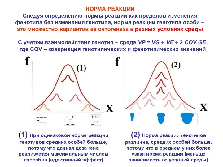 НОРМА РЕАКЦИИ Следуя определению нормы реакции как пределов изменения фенотипа без изменения генотипа,