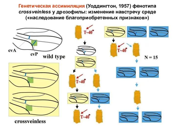 Генетическая ассимиляция (Уоддингтон, 1957) фенотипа crossveinless у дрозофилы: изменение навстречу среде («наследование благоприобретенных признаков»)
