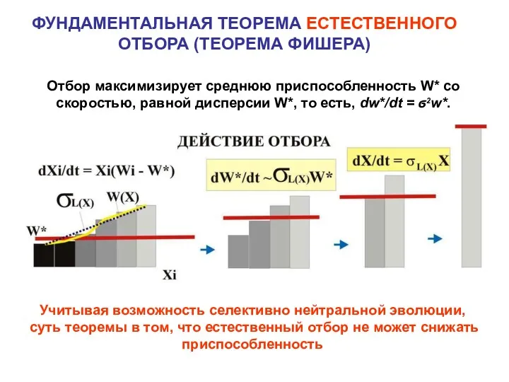 ФУНДАМЕНТАЛЬНАЯ ТЕОРЕМА ЕСТЕСТВЕННОГО ОТБОРА (ТЕОРЕМА ФИШЕРА) Отбор максимизирует среднюю приспособленность W* со скоростью,