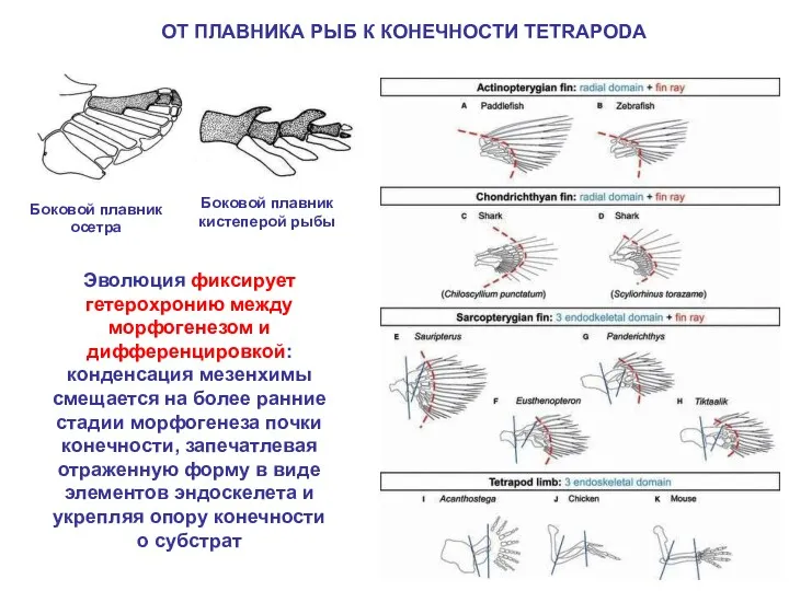 ОТ ПЛАВНИКА РЫБ К КОНЕЧНОСТИ TETRAPODA Эволюция фиксирует гетерохронию между морфогенезом и дифференцировкой: