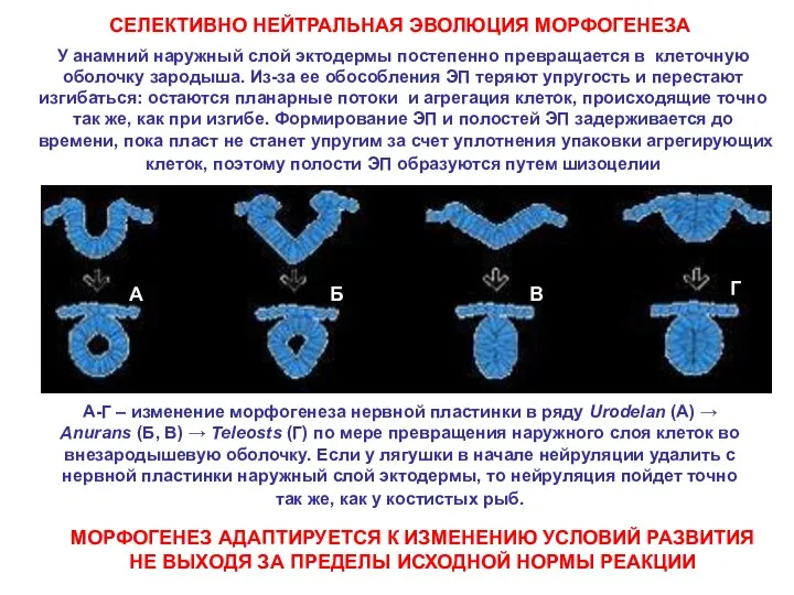 У анамний наружный слой эктодермы постепенно превращается в клеточную оболочку зародыша. Из-за ее