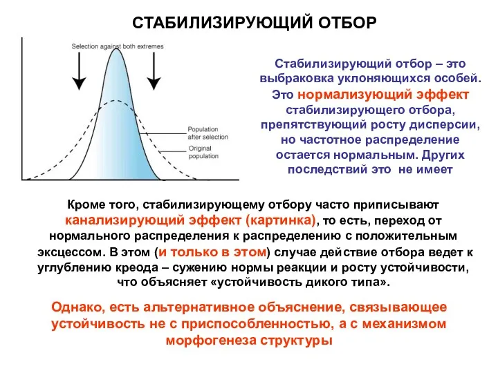 СТАБИЛИЗИРУЮЩИЙ ОТБОР Кроме того, стабилизирующему отбору часто приписывают канализирующий эффект (картинка), то есть,