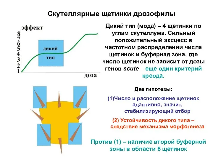 Скутеллярные щетинки дрозофилы Дикий тип (мода) – 4 щетинки по углам скутеллума. Сильный