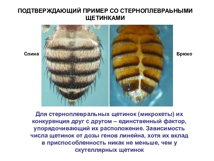 ПОДТВЕРЖДАЮЩИЙ ПРИМЕР СО СТЕРНОПЛЕВРАЬНЫМИ ЩЕТИНКАМИ Для стерноплевральных щетинок (микрохеты) их конкуренция друг с