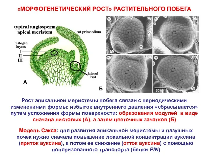 «МОРФОГЕНЕТИЧЕСКИЙ РОСТ» РАСТИТЕЛЬНОГО ПОБЕГА Рост апикальной меристемы побега связан с периодическими изменениями формы: