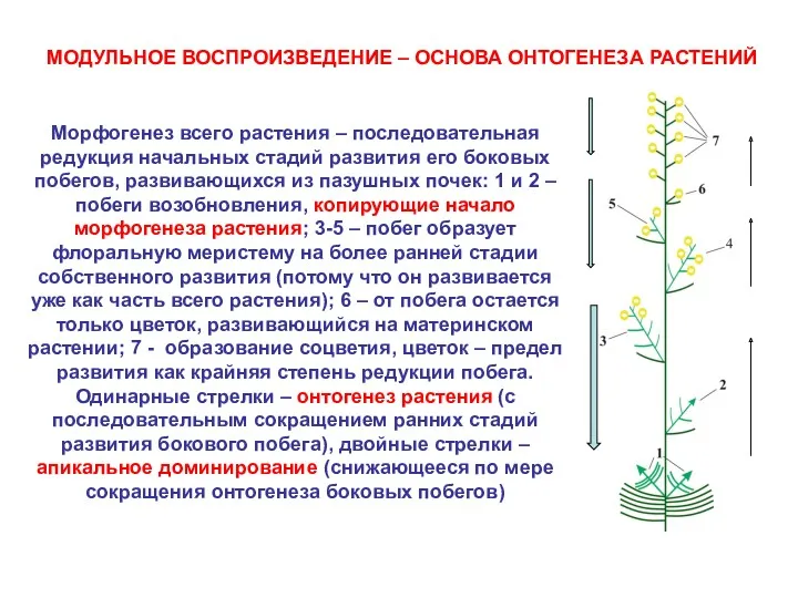 МОДУЛЬНОЕ ВОСПРОИЗВЕДЕНИЕ – ОСНОВА ОНТОГЕНЕЗА РАСТЕНИЙ Морфогенез всего растения – последовательная редукция начальных