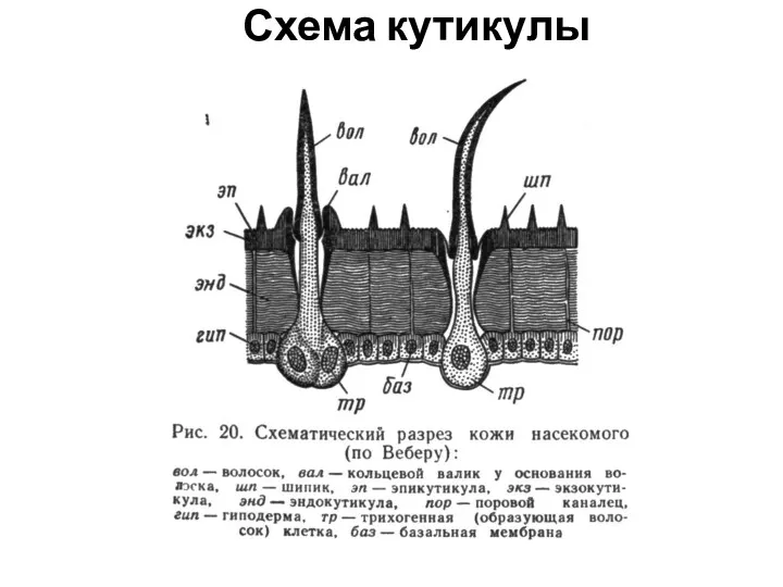 Схема кутикулы