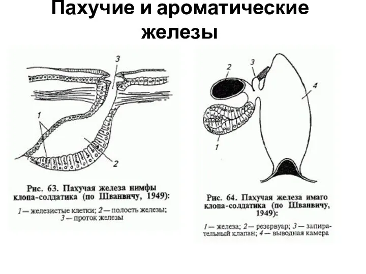 Пахучие и ароматические железы