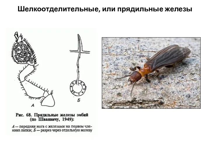 Шелкоотделительные, или прядильные железы