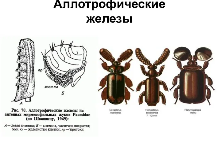 Аллотрофические железы