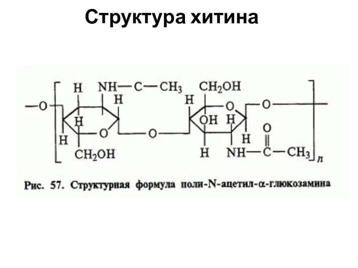 Структура хитина