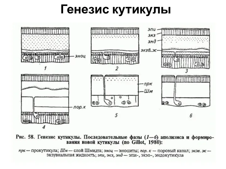 Генезис кутикулы