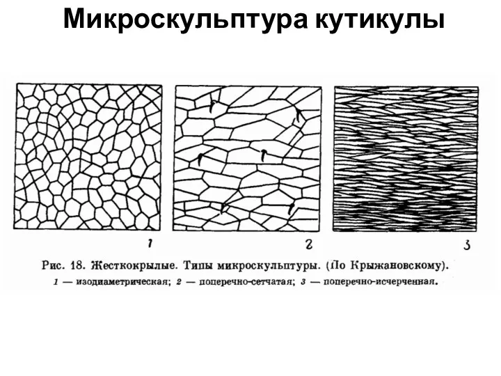 Микроскульптура кутикулы