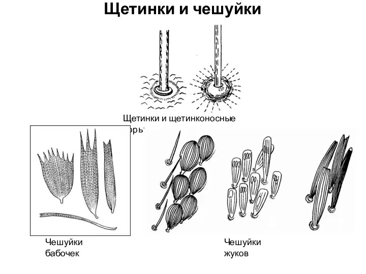 Щетинки и чешуйки Щетинки и щетинконосные поры Чешуйки бабочек Чешуйки жуков