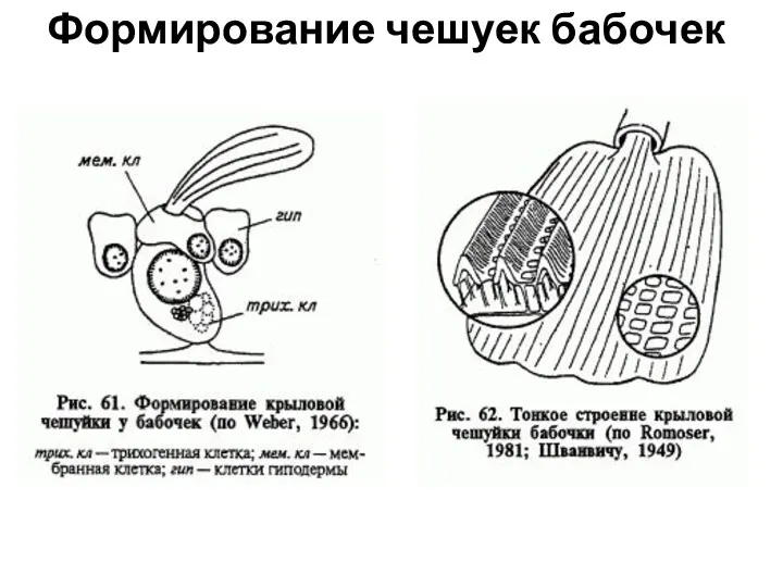 Формирование чешуек бабочек