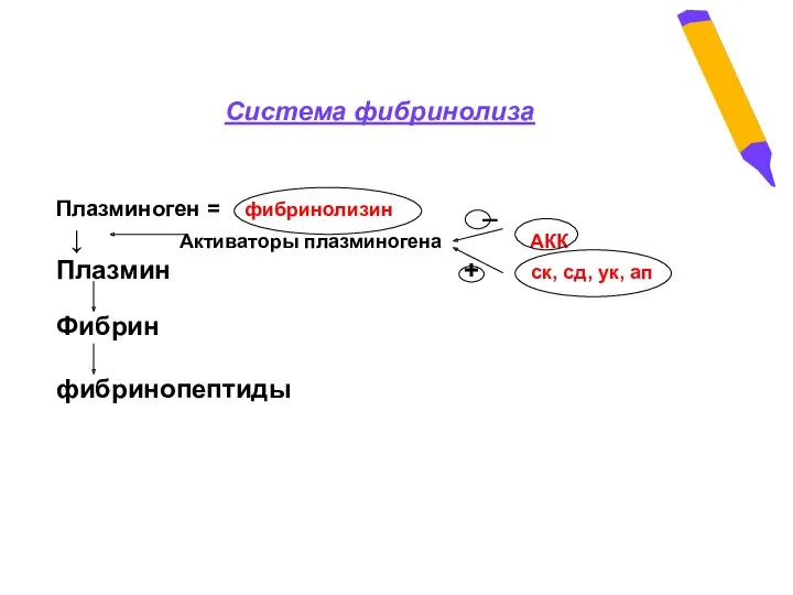 Система фибринолиза Плазминоген = фибринолизин _ ↓ Активаторы плазминогена АКК