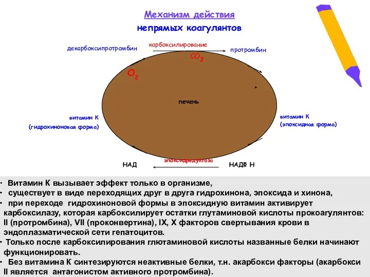 витамин К (гидрохиноновая форма) витамин К (эпоксидная форма) эпоксидредуктаза О2