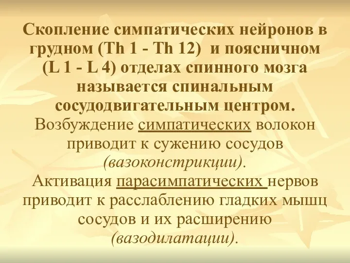 Скопление симпатических нейронов в грудном (Th 1 - Th 12)