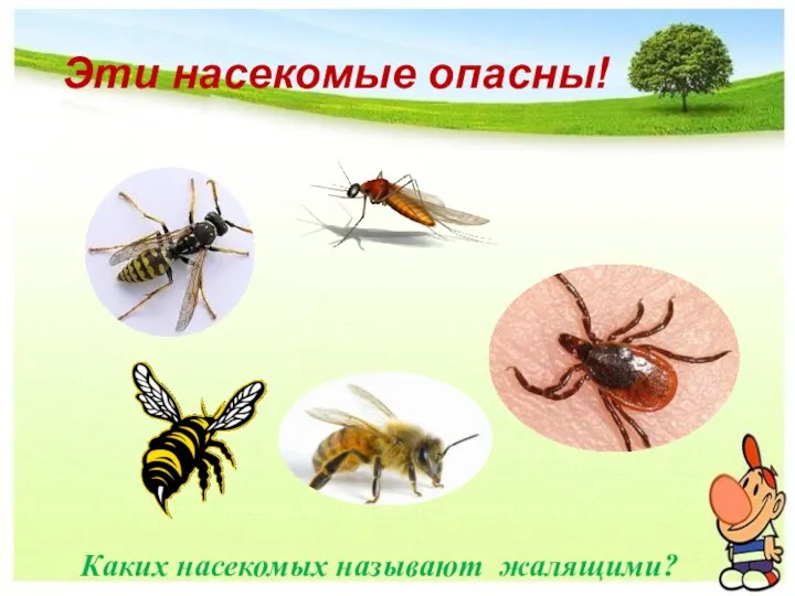 Эти насекомые опасны! Каких насекомых называют жалящими?