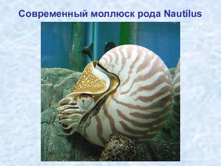 Современный моллюск рода Nautilus