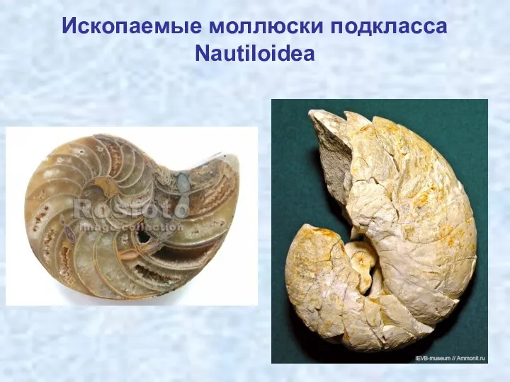 Ископаемые моллюски подкласса Nautiloidea