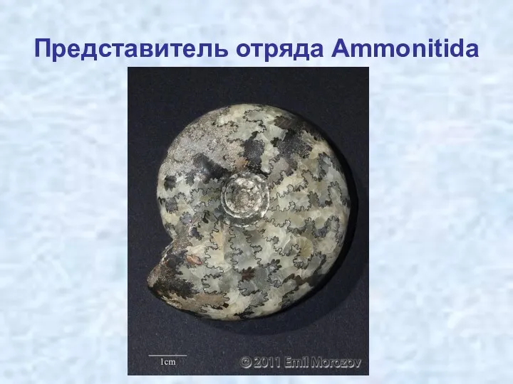 Представитель отряда Ammonitida