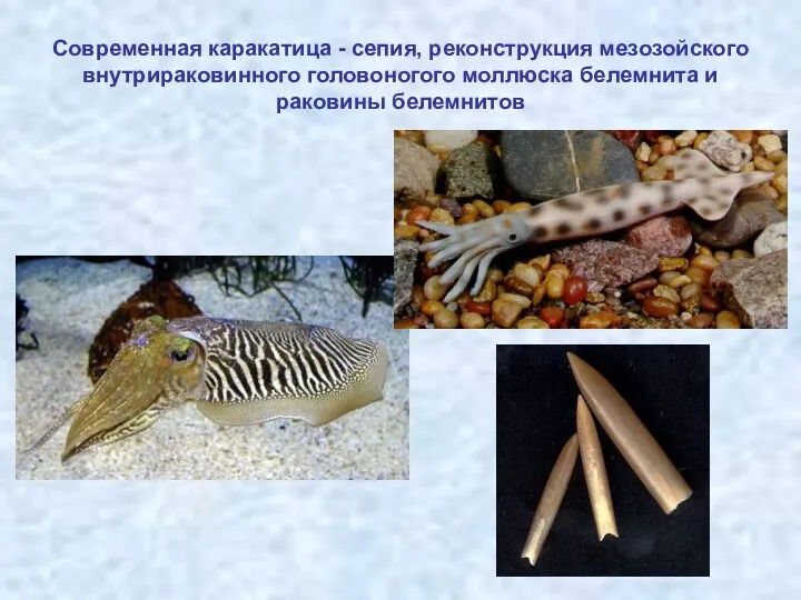 Современная каракатица - сепия, реконструкция мезозойского внутрираковинного головоногого моллюска белемнита и раковины белемнитов