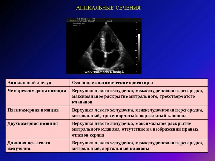 АПИКАЛЬНЫЕ СЕЧЕНИЯ