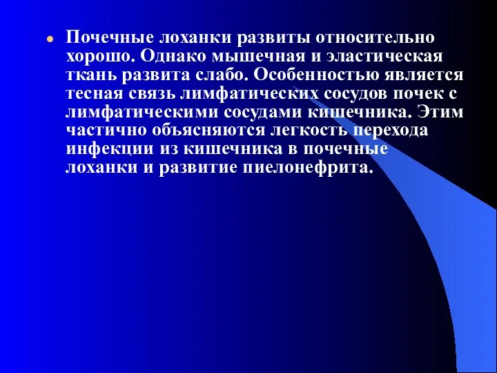 Почечные лоханки развиты относительно хорошо. Однако мышечная и эластическая ткань развита слабо. Особенностью