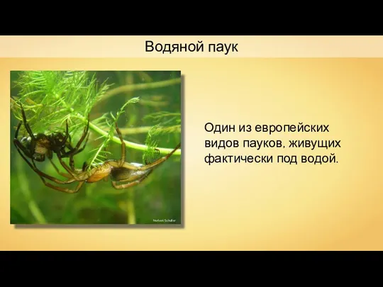 Водяной паук Один из европейских видов пауков, живущих фактически под водой. Norbert Schuller